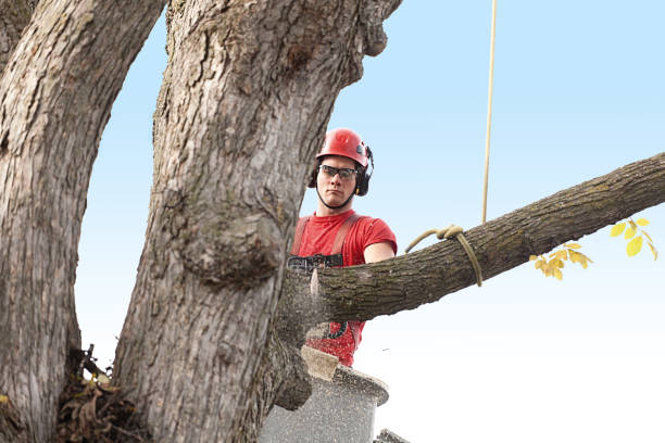 How Our Tree Care Process Works  in  Eaton Rapids, MI